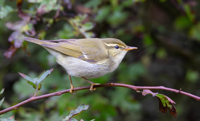 Arctic Warbler