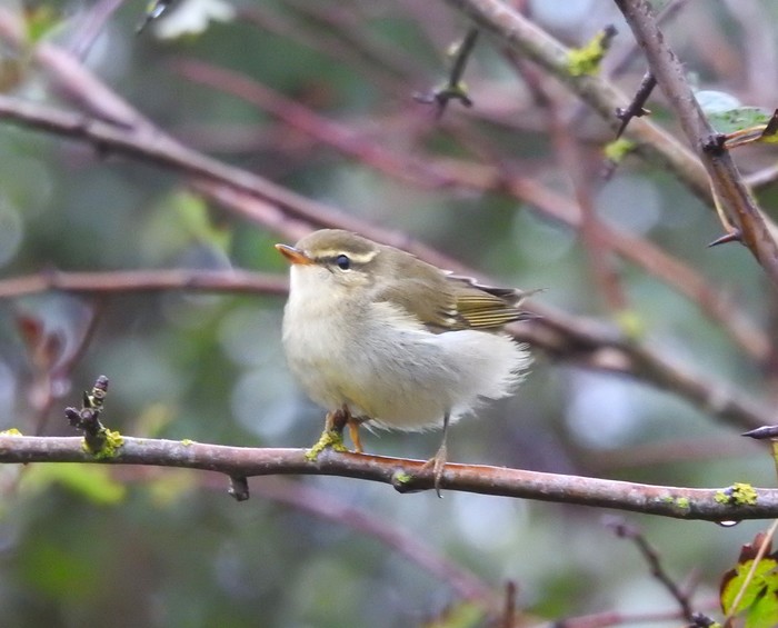 Arctic Warbler