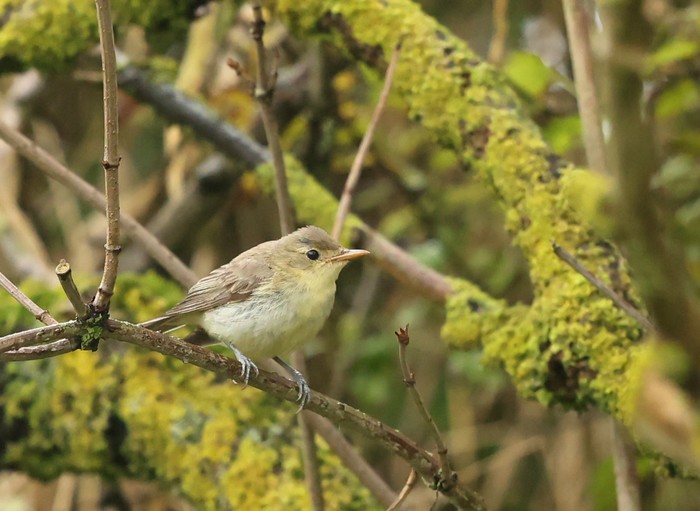 Icterine Warbler