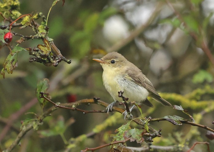 Icterine Warbler