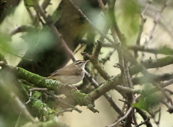 Pale-legged Leaf Warbler