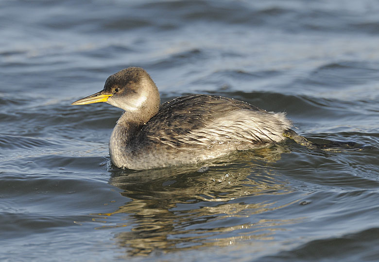 Red-necked Grebe