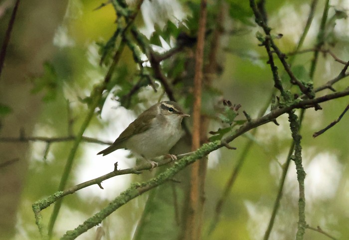 Pale-legged Leaf Warbler