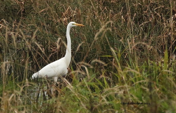 Great White Egret 