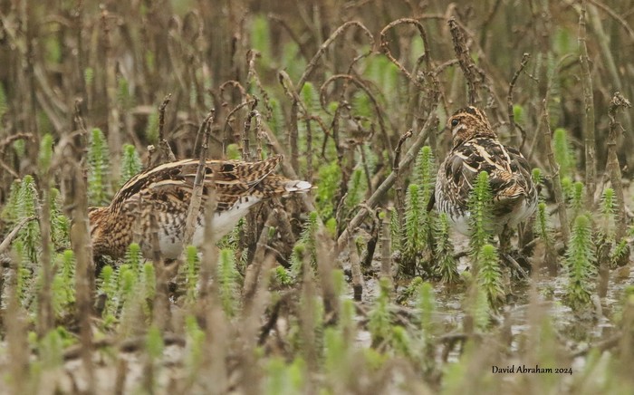Snipe