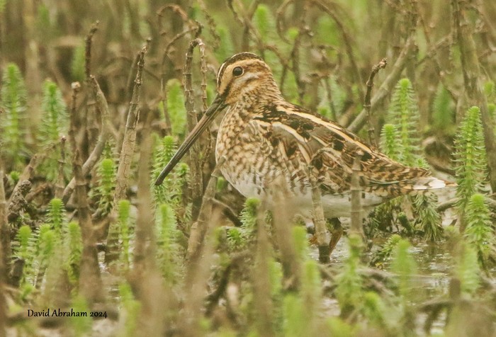 Snipe