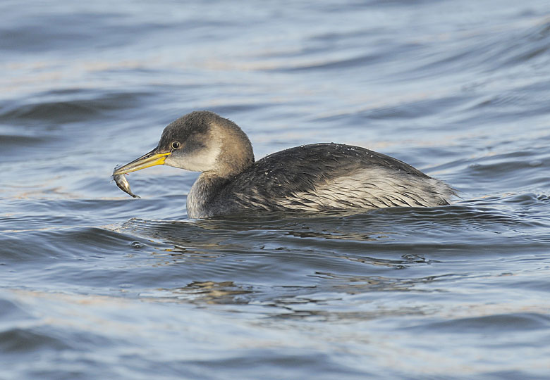 Red-necked Grebe