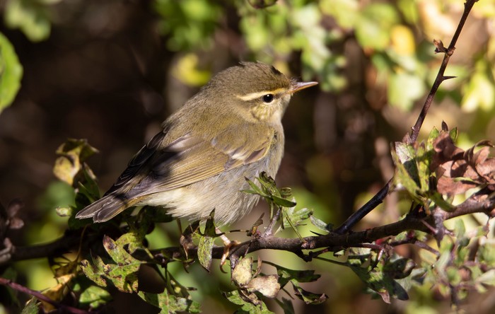 Arctic Warbler