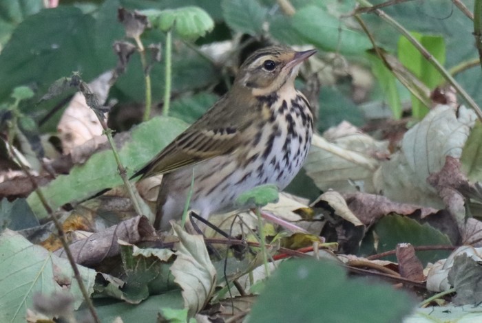 Olive-backed Pipit