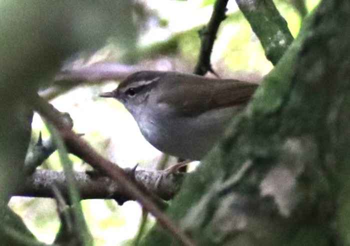 Pale-legged Leaf Warbler