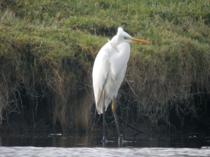 GREAT WHITE EGRET