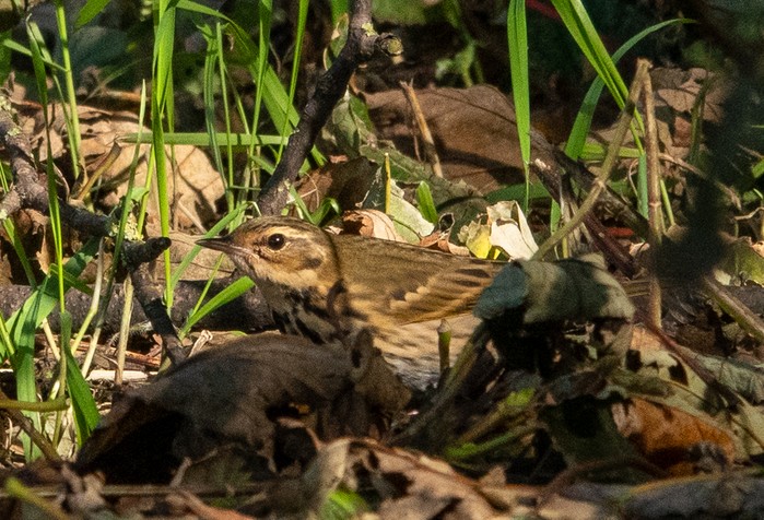 Olive-backed Pipit