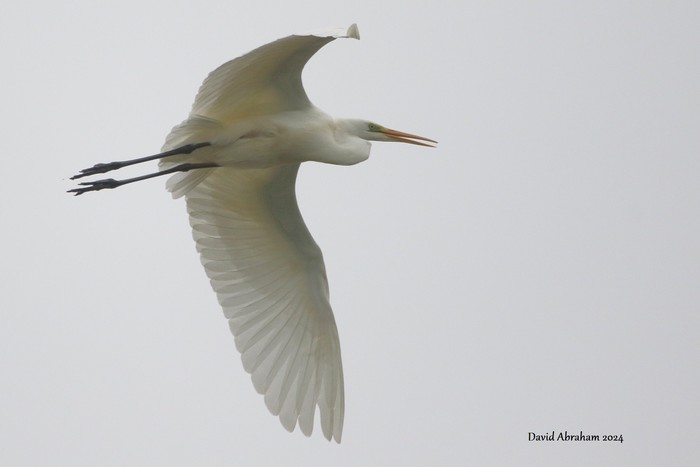 Great White Egret 