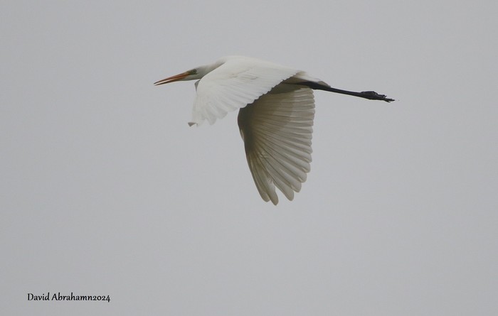 Great White Egret 