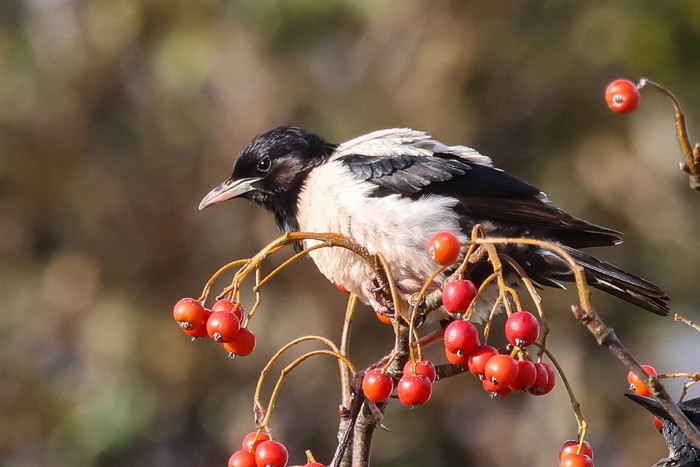 Rose-coloured Starling