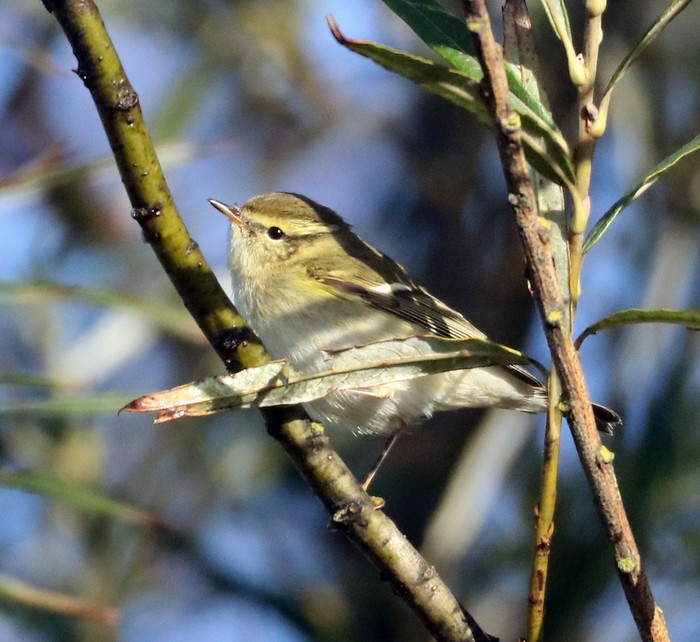 Yellow-browed Warbler