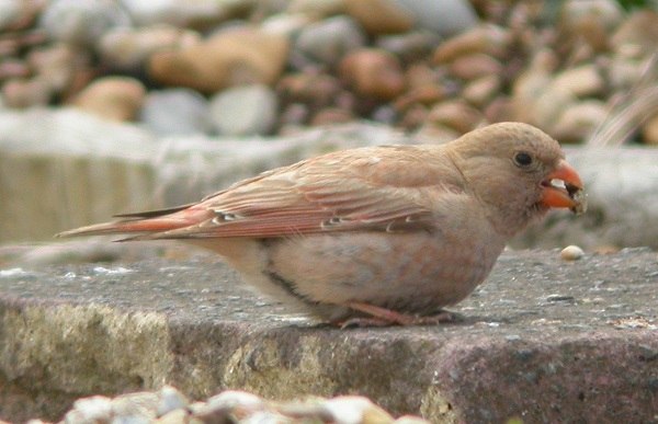 Trumpeter Finch