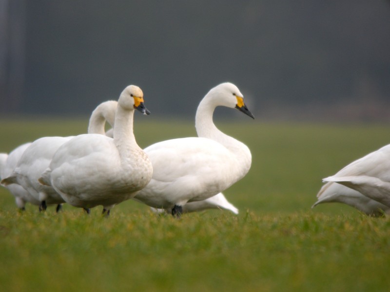 Bewick's Swan