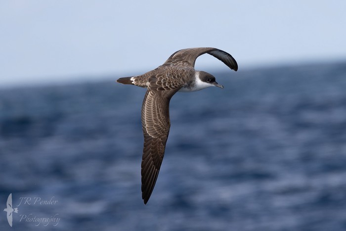 Great Shearwater
