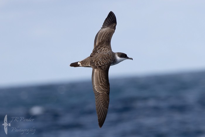 Great Shearwater