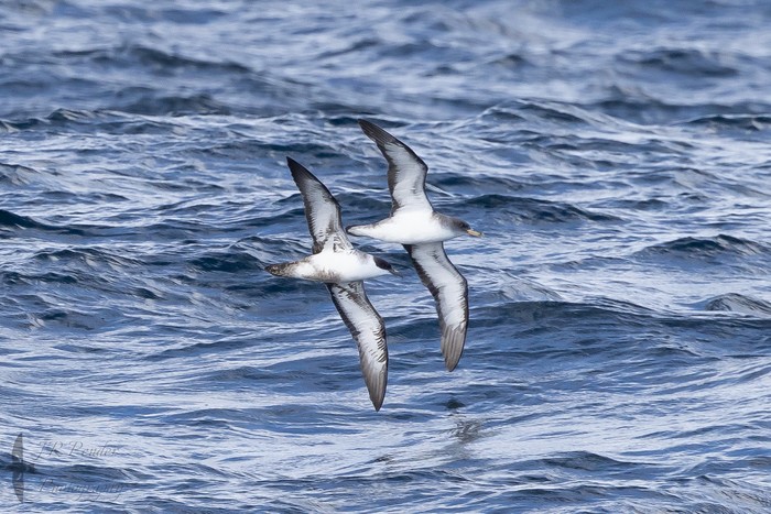Cory's Shearwater