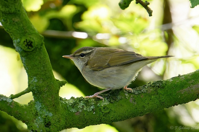 Pale-legged Leaf Warbler