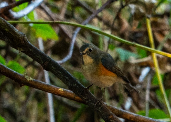 Red-flanked Bluetail
