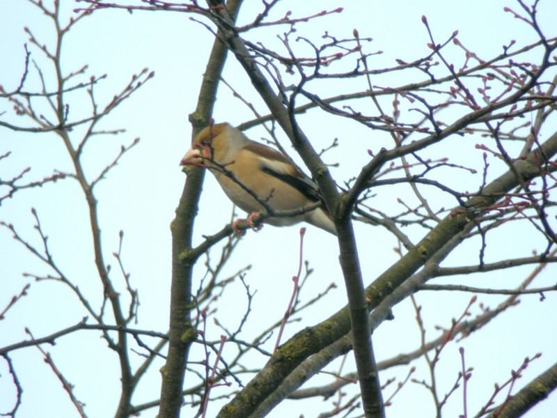 Hawfinch