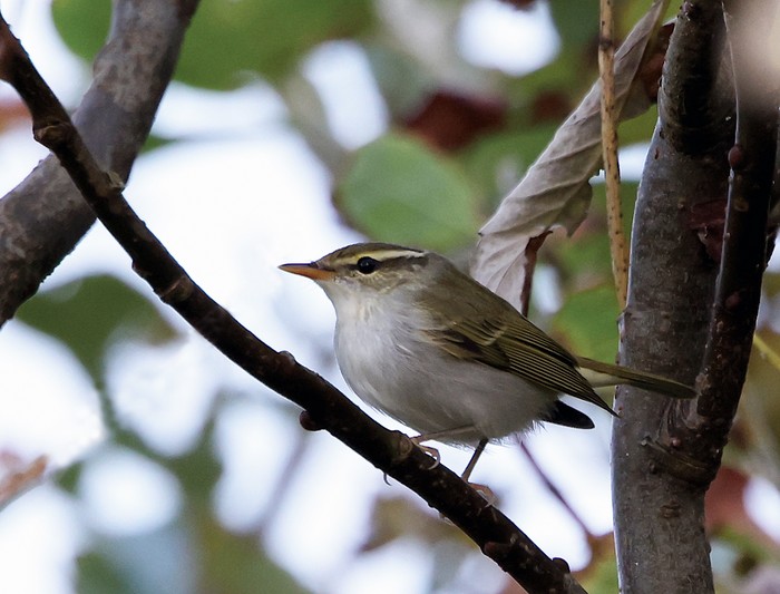 Eastern Crowned Warbler