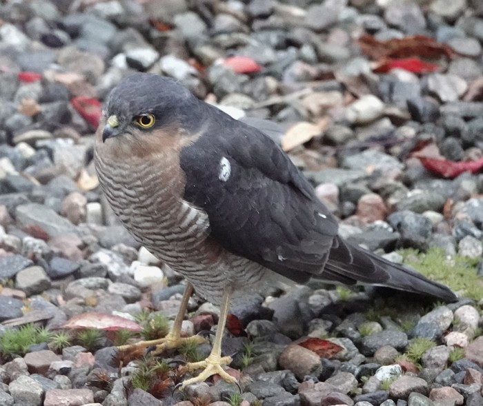 Sparrowhawk