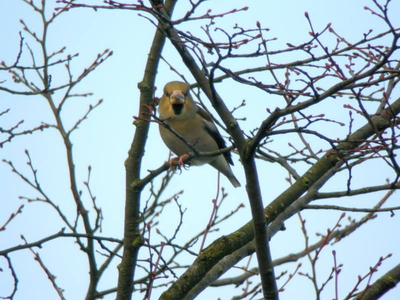 HAWFINCH