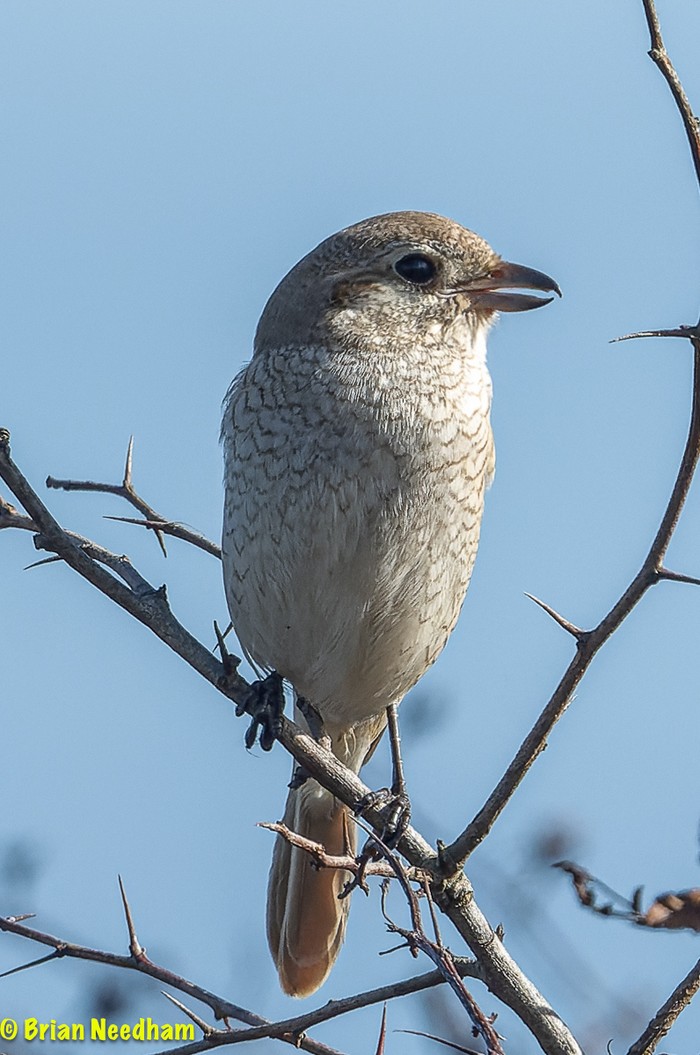 Isabelline Shrike sp
