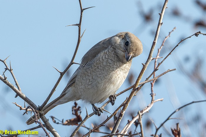 Isabelline Shrike sp