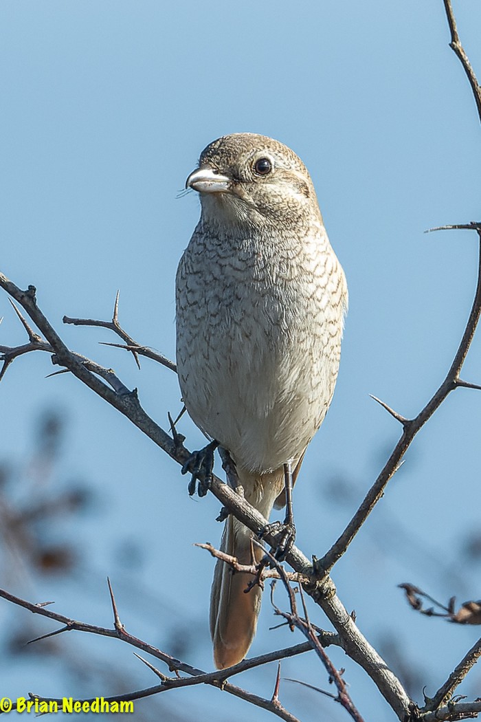 Isabelline Shrike sp