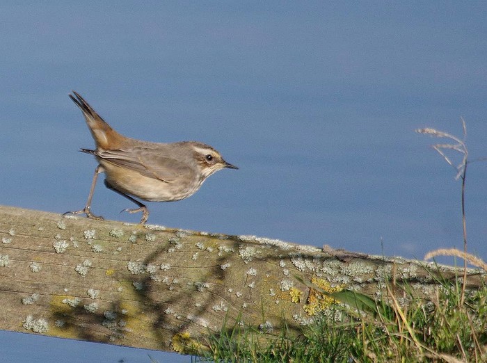 Bluethroat