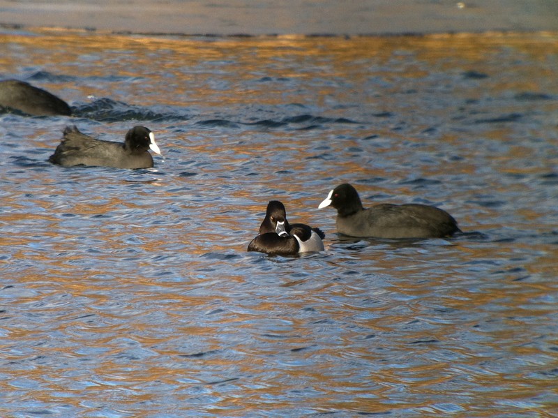 Ring-necked Duck