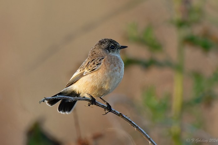 Eastern Stonechat sp