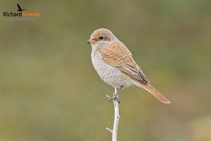 Red-backed Shrike