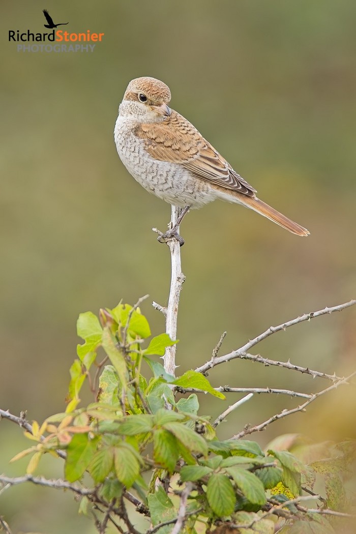 Red-backed Shrike