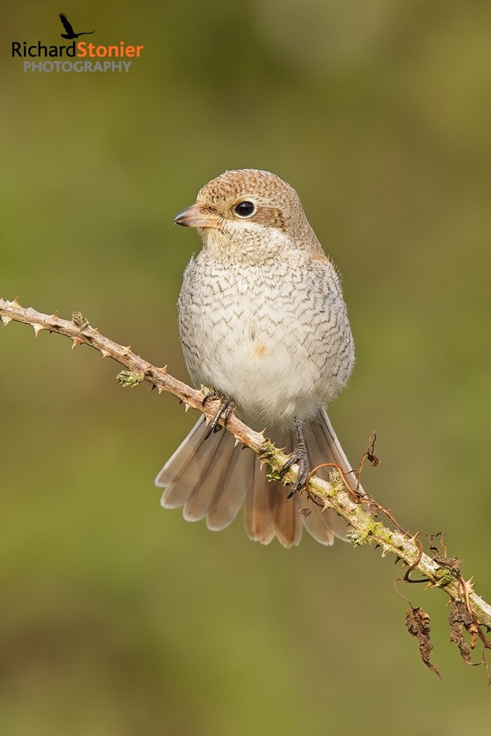Red-backed Shrike