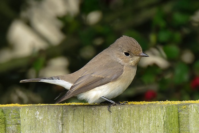 Red-breasted Flycatcher