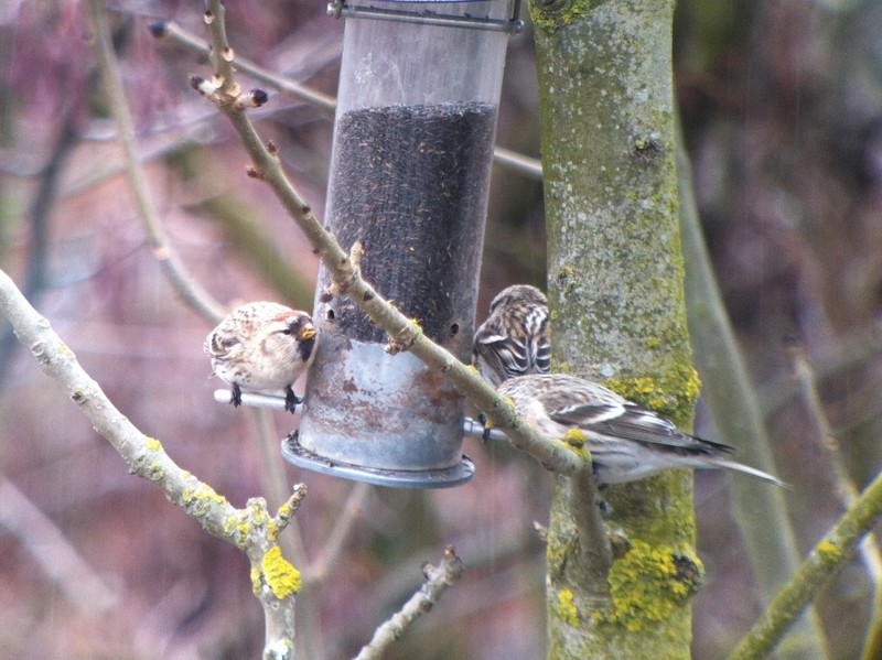 Coues's Arctic Redpoll