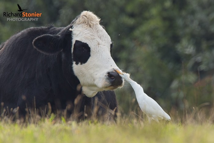 Cattle Egret