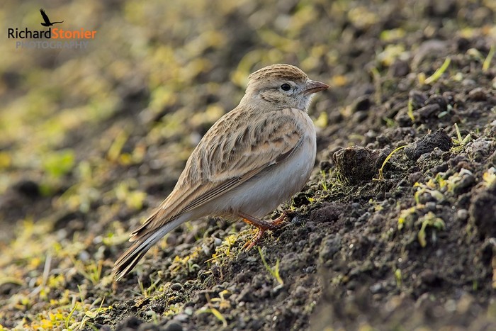 Short-toed Lark