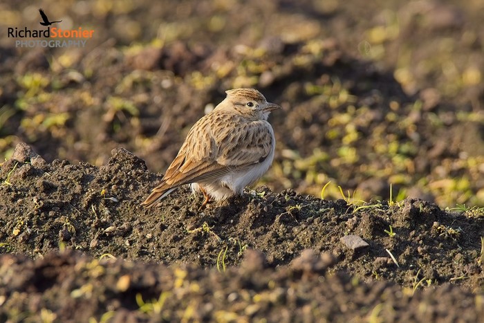 Short-toed Lark