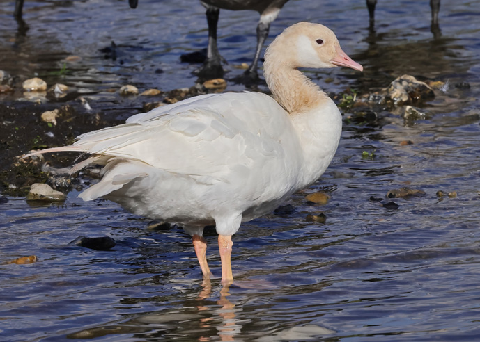 Canada Goose