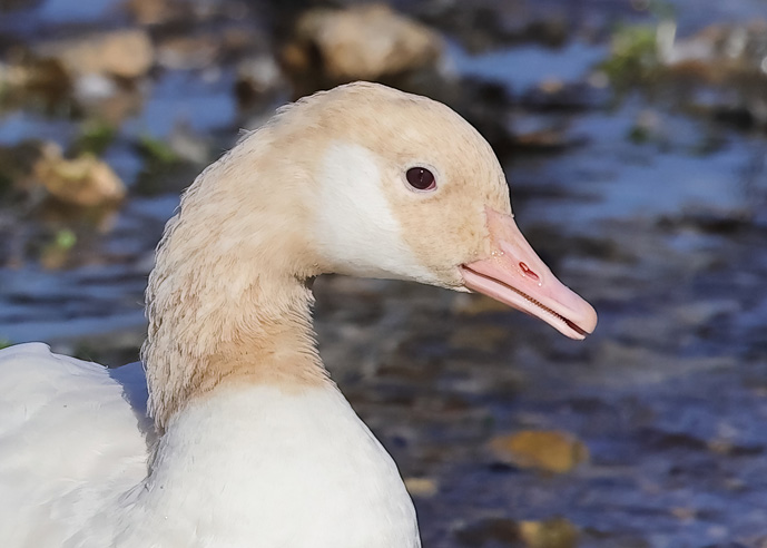 Canada Goose