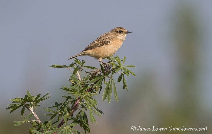 Siberian Stonechat