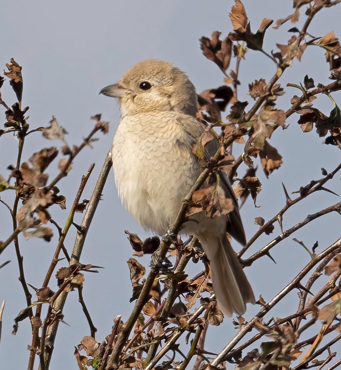 Isabelline Shrike sp