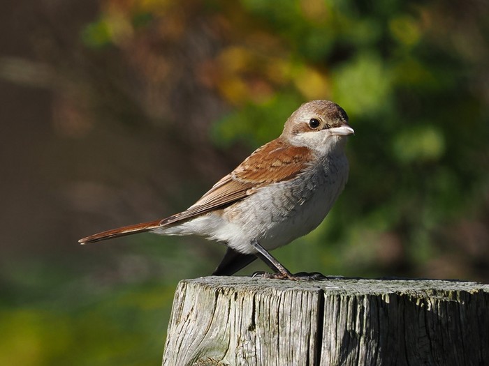 Red-backed Shrike